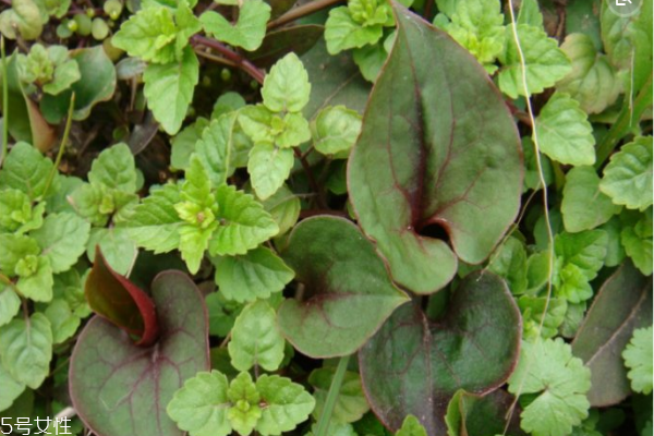 鱼腥草怎么吃 鱼腥草的做法大全,鱼腥草怎么吃对肺结节有好处