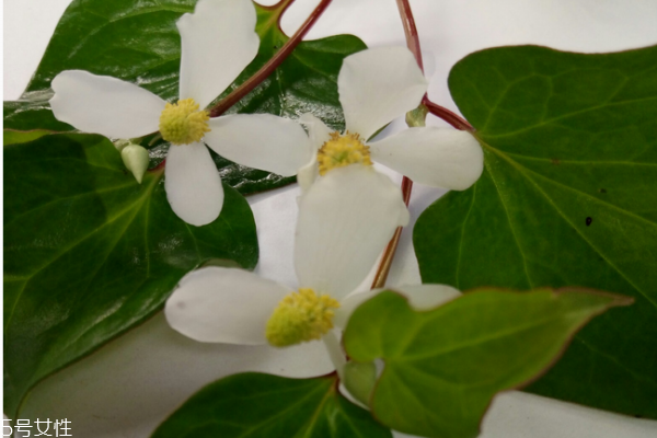 鱼腥草的营养价值和功效,鱼腥草的食用方法