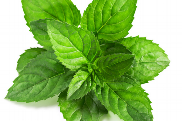 薄荷泡水喝的禁忌,薄荷泡水喝有什么禁忌