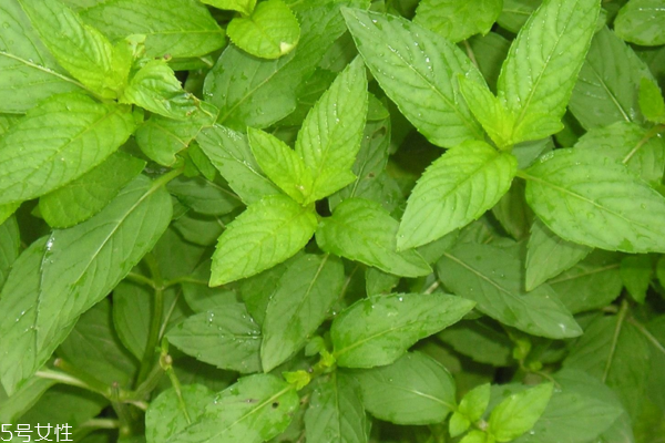 薄荷怎么水培转土培,薄荷怎么水培