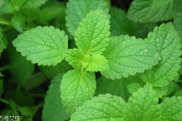 薄荷小知识,什么样的薄荷