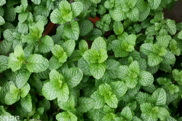薄荷可以长期泡水喝吗?,薄荷能长期泡水喝吗