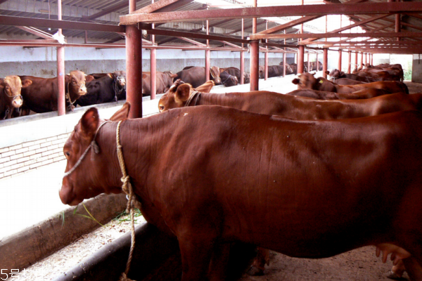 牛鞭适合什么人吃,哪些人不适合吃牛鞭