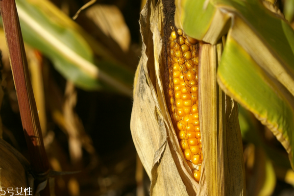 什么是糯玉米,糯玉米可食用部分 什么是糯玉米,糯玉米可食用部分