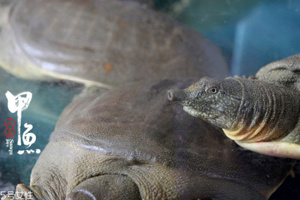 甲鱼营养成分表,甲鱼的营养价值表