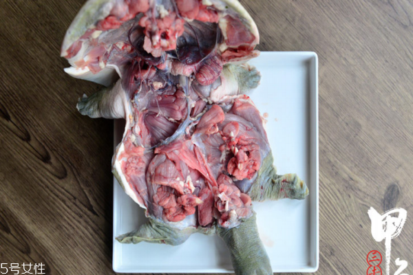 甲鱼小知识,甲鱼有什么 甲鱼小知识,甲鱼有什么