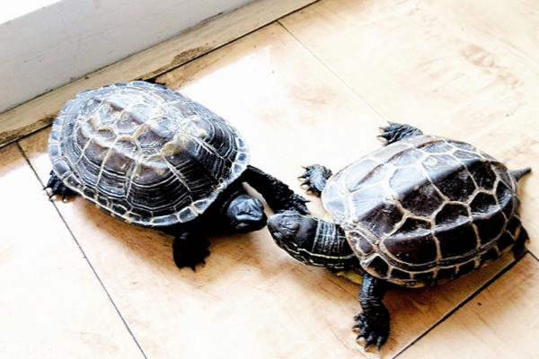 乌龟小知识,乌龟小知识视频