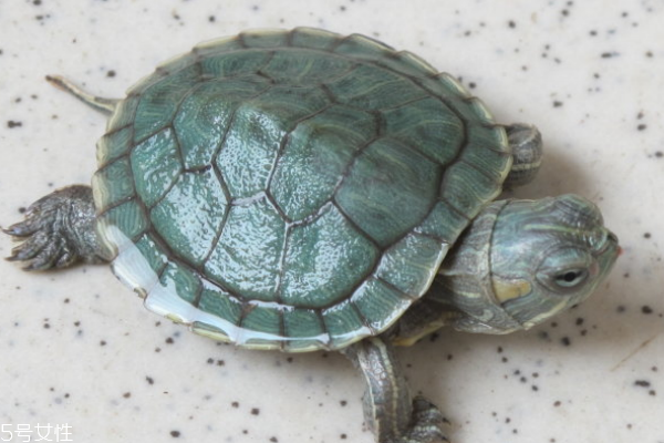 乌龟小知识,乌龟小知识视频 乌龟小知识,乌龟小知识视频