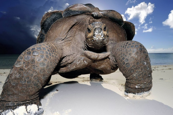 乌龟小知识,乌龟小知识视频