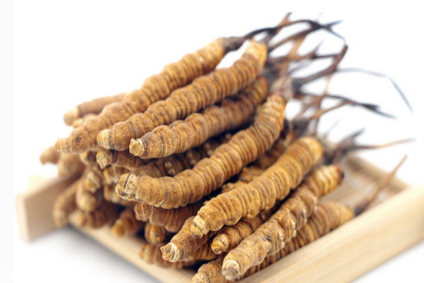 冬虫夏草小知识,冬虫夏草知识科普 冬虫夏草小知识,冬虫夏草知识科普