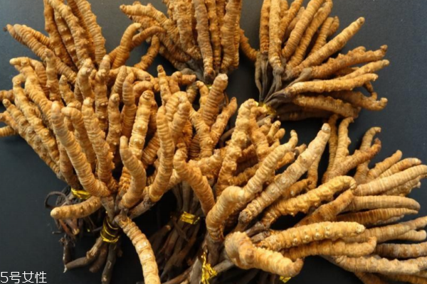 试述冬虫夏草的鉴别要点,冬虫夏草的主要特征