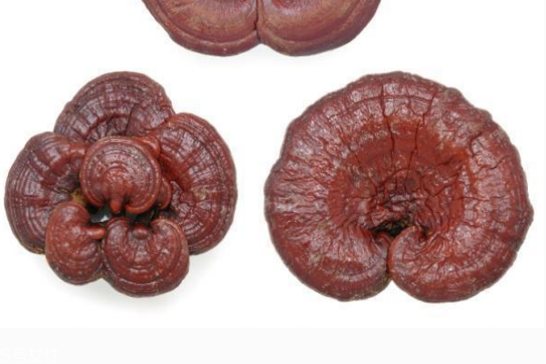 吃灵芝上火是什么原因,灵芝吃上火还是清火呀 吃灵芝上火是什么原因,灵芝吃上火还是清火呀