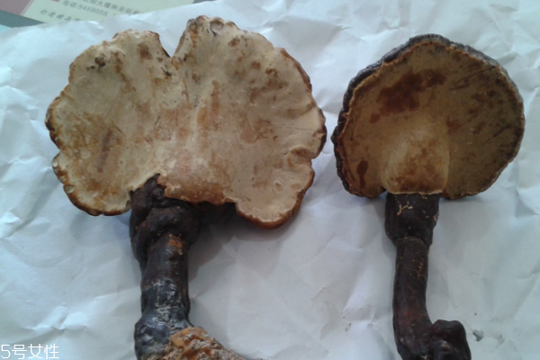 灵芝小知识,灵芝知识百科 灵芝小知识,灵芝知识百科