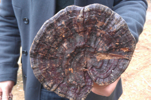 灵芝小知识,灵芝知识百科 灵芝小知识,灵芝知识百科