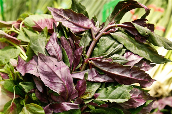 红凤菜是什么菜,红凤菜的药用价值和功效