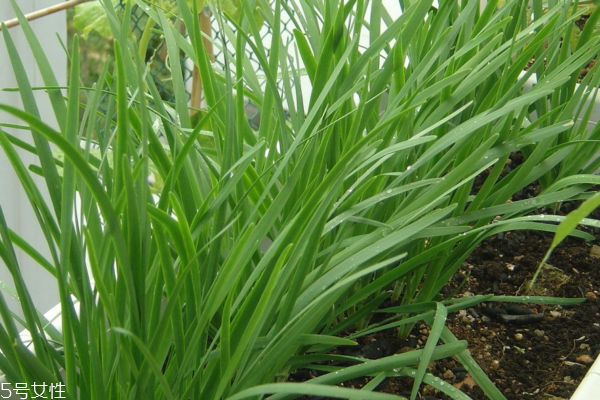 韭菜真有壮阳的效果吗,韭菜真的有壮阳补肾的效果吗