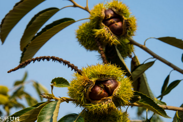 板栗的用途和价值,板栗的价值营养价值
