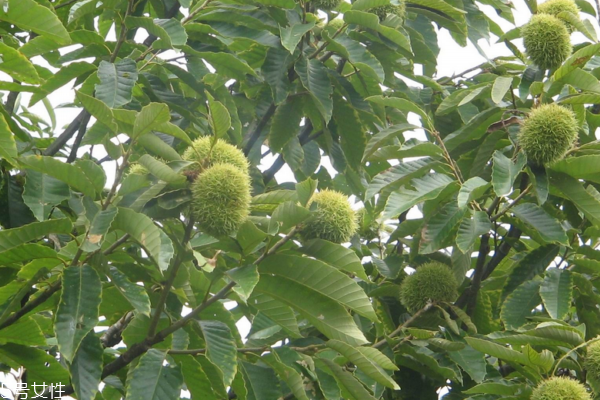 板栗和海鲜能一起吃吗?,海参和板栗能一起吃吗