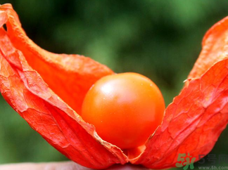 红姑娘的药用价值(红姑娘的药用价值是什么)