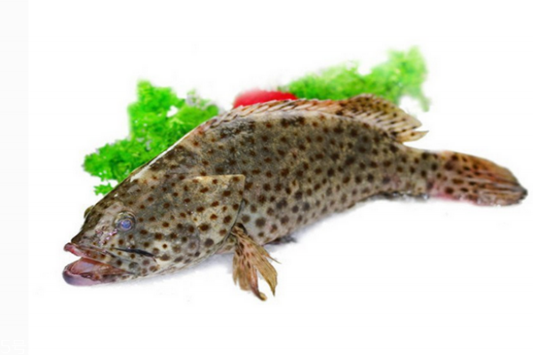 石斑鱼中毒怎么办,石斑鱼中毒处理方法