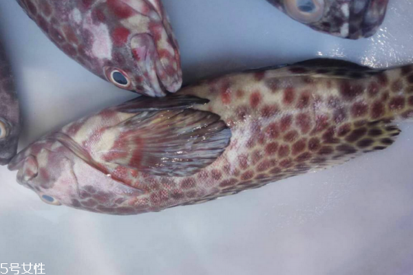 石斑鱼长什么样子图片,石斑鱼长什么样子?