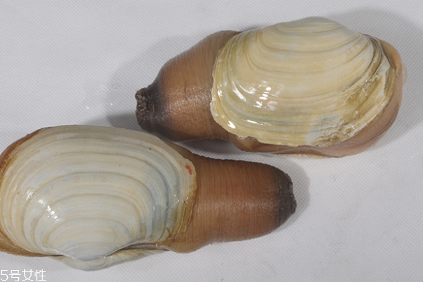 什么是象拔蚌,象拔蚌为什么叫象拔蚌