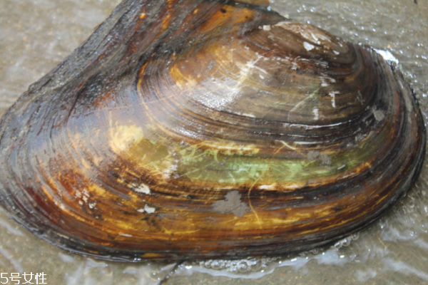 哪些人不能吃河蚌,河蚌什么人不适合吃