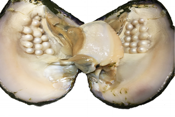 河蚌忌什么一起吃,河蚌不可以和什么同吃 河蚌忌什么一起吃,河蚌不可以和什么同吃