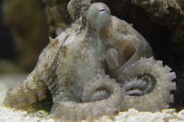 章鱼小知识,章鱼小知识大世界