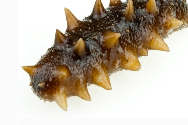 海参长什么样子?,海参长什么样图片