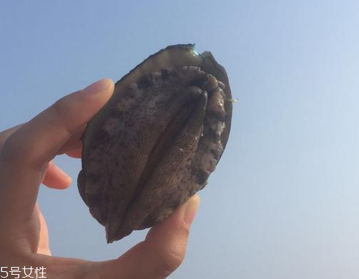 鲍鱼的品种有多少种,鲍鱼的品种和价格是多少