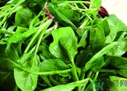 菠菜的食物禁忌(菠菜的食物禁忌)