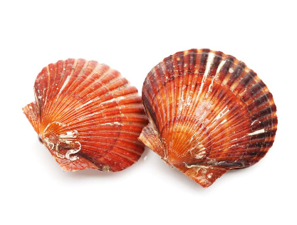 扇贝烹饪方法,扇贝怎么做菜