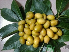 榄的食用须知(橄榄的功效和作用) 榄的食用须知(橄榄的功效和作用)