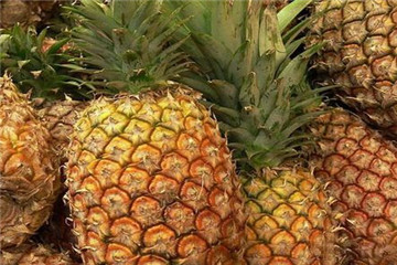 菠萝蜜种子种植,菠萝是怎么种植的