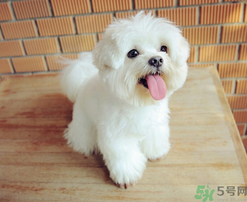 如何给狗狗自制月饼(怎么自己制作月饼)