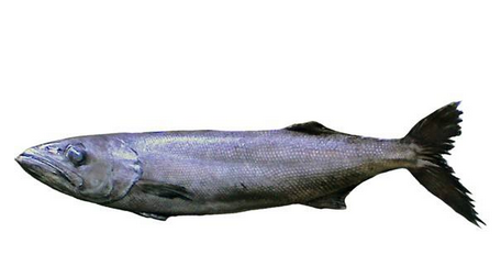 什么是鳕鱼,鳕鱼的吃法有几种