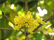 桂花的观赏价值(桂花的观赏价值)