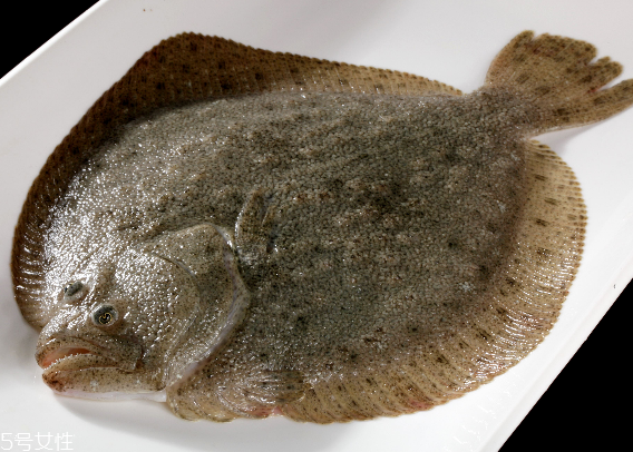 清蒸多宝鱼介绍,多宝鱼介绍