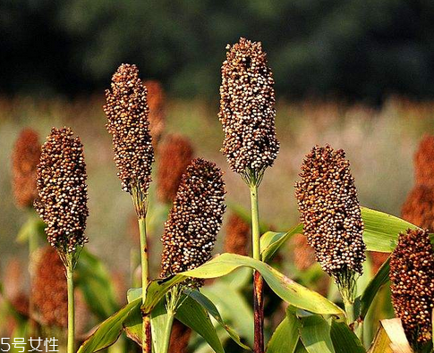 什么是高粱酒,高粱酒作用 什么是高粱酒,高粱酒作用