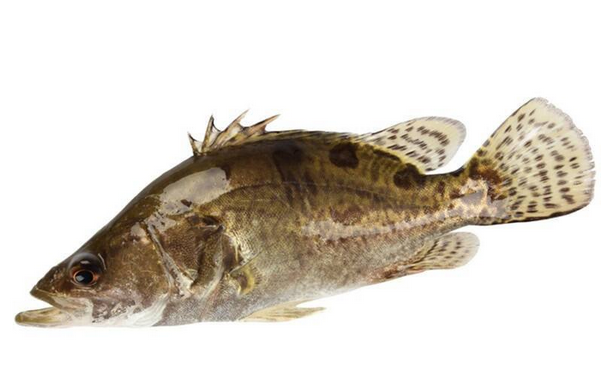 死桂鱼能不能吃,桂鱼刚死可以吃吗