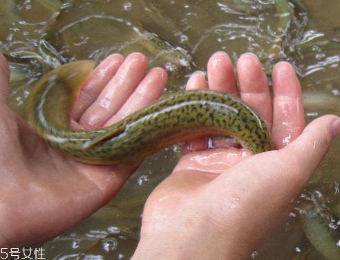 泥鳅怎么清洗处理,泥鳅怎么清洗干净