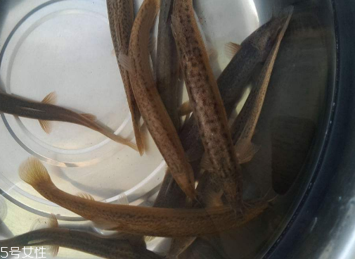 泥鳅的介绍,泥鳅百度百科