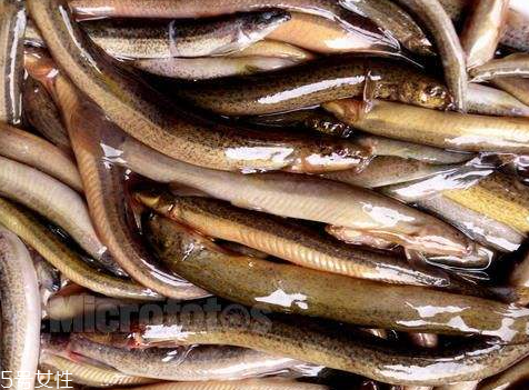 吃泥鳅的好处和功效,吃泥鳅的好处和坏处 吃泥鳅的好处和功效,吃泥鳅的好处和坏处