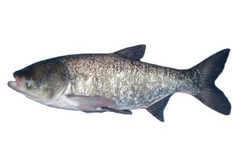 什么人不能吃胖头鱼,吃胖头鱼的好处