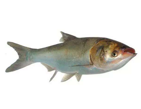 吃胖头鱼的禁忌,胖头鱼的禁忌人群