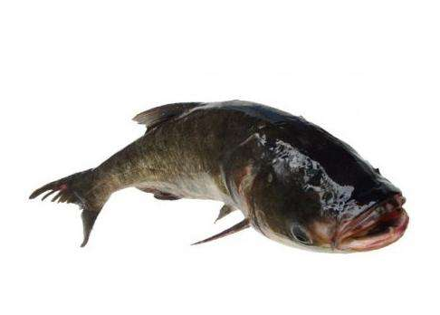 胖头鱼功效和营养价值,胖头鱼功效和禁忌 胖头鱼功效和营养价值,胖头鱼功效和禁忌