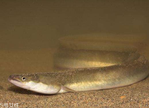 鳗鱼的食用价值,鳗鱼的营养价值 鳗鱼的食用价值,鳗鱼的营养价值