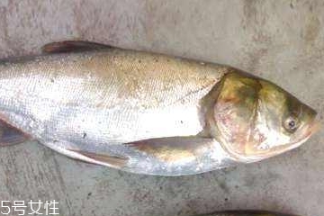 鲶鱼小知识,什么是鲶鱼