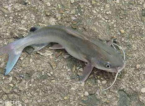 鲶鱼适合什么人吃,鲶鱼不适合什么人群吃 鲶鱼适合什么人吃,鲶鱼不适合什么人群吃